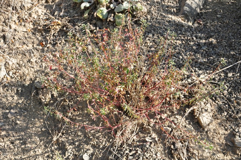 Euphorbia wittmannii photo 3