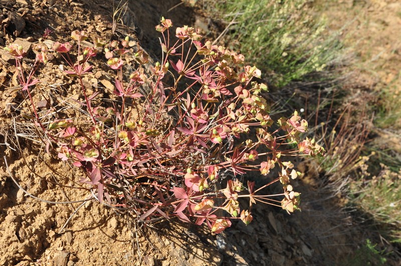 Euphorbia wittmannii photo 4