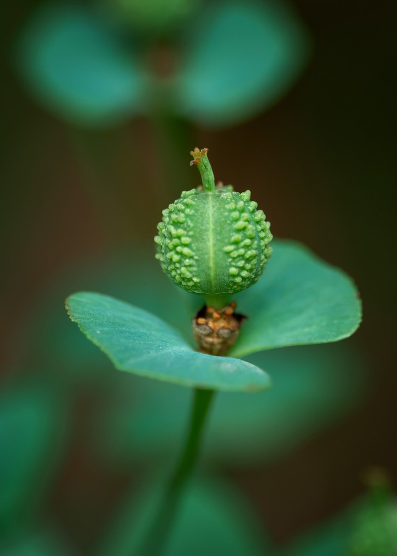 Euphorbia wittmannii photo 5