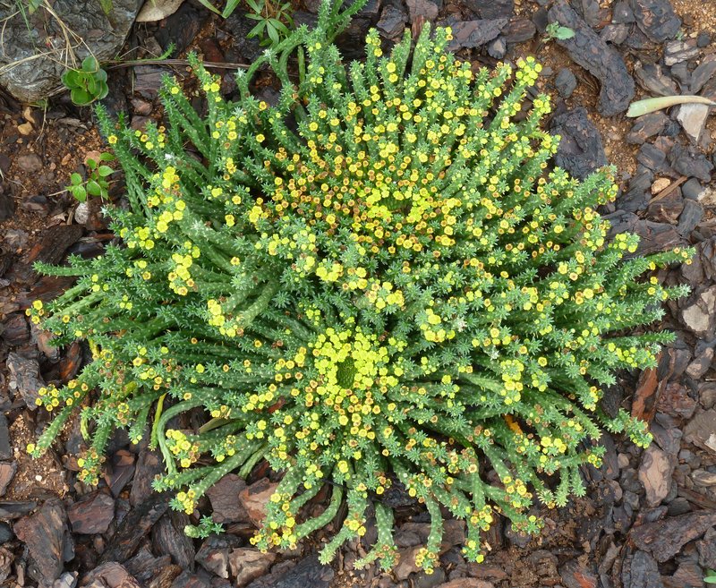 Euphorbia woodii