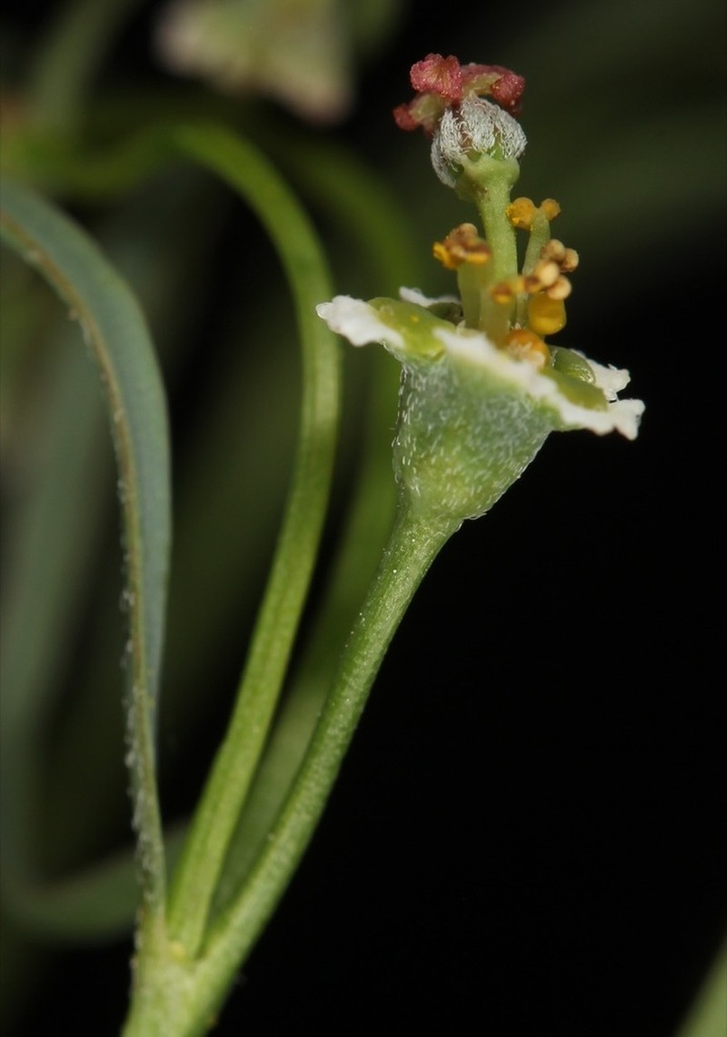 Wright's Spurge