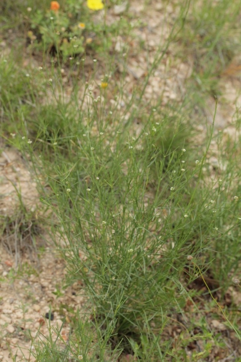 Wright's Spurge photo 2