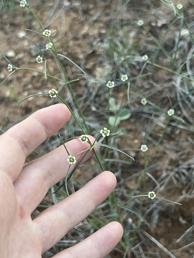 Wright's Spurge photo 3