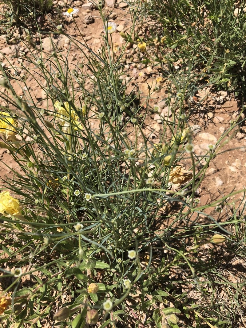 Wright's Spurge photo 4