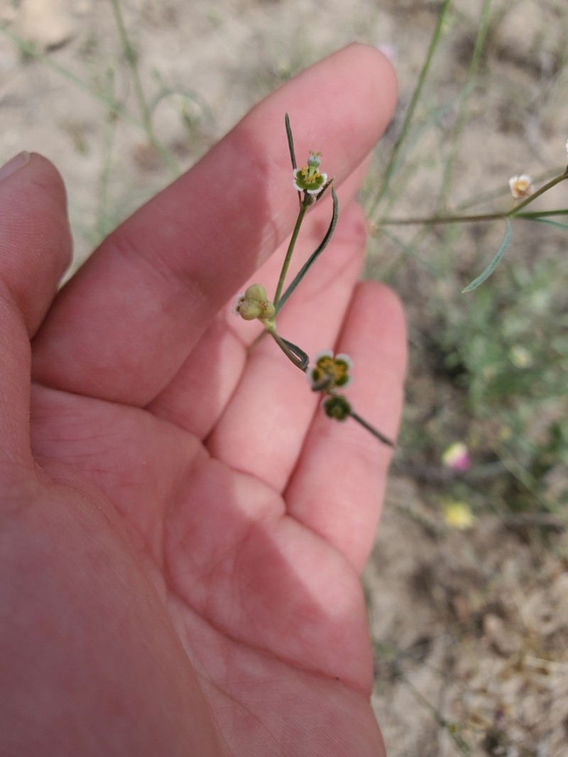 Wright's Spurge photo 5