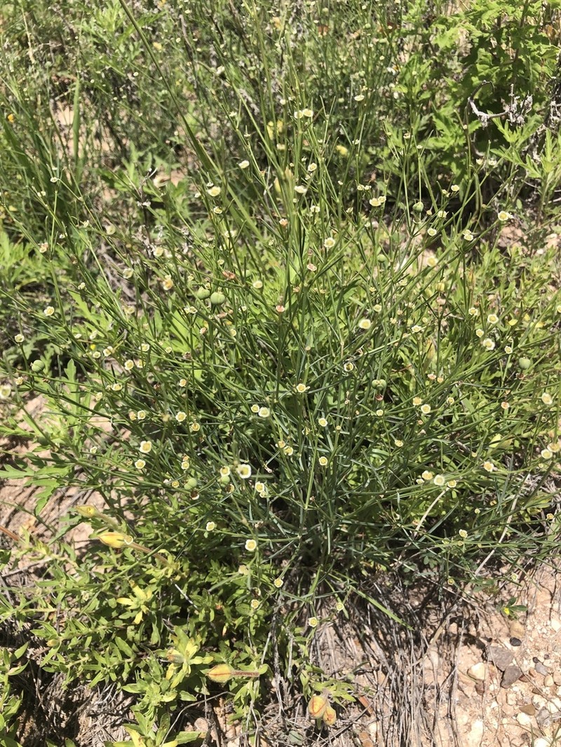 Wright's Spurge photo 8