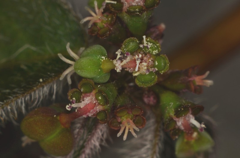 Euphorbia xalapensis photo 2
