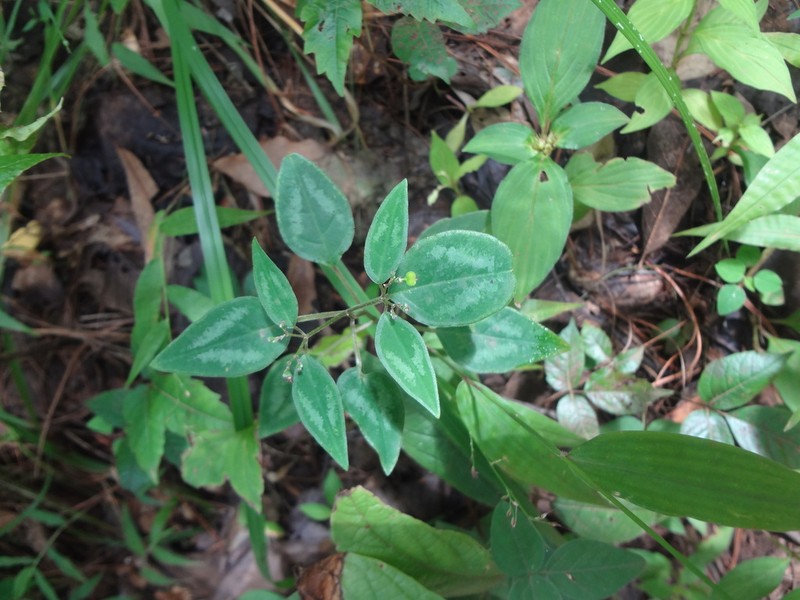 Euphorbia xalapensis photo 3