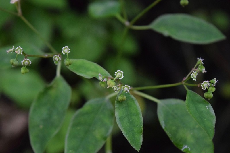 Euphorbia xalapensis photo 4