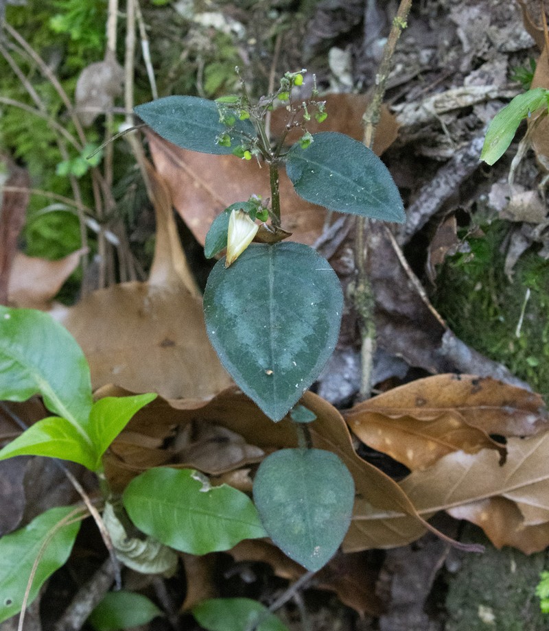 Euphorbia xalapensis photo 5