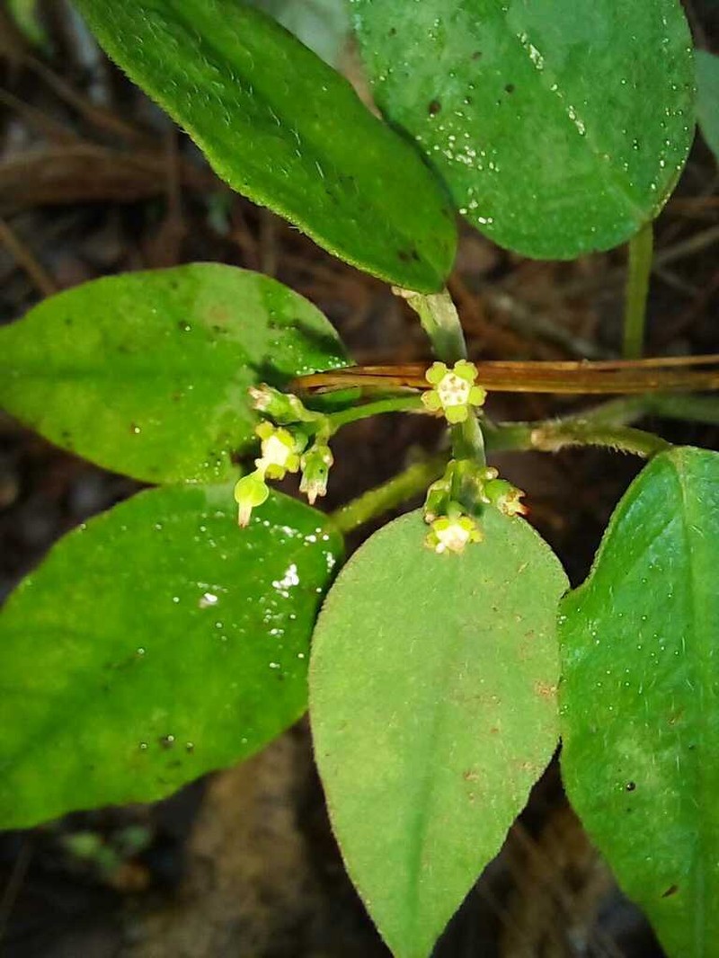 Euphorbia xalapensis photo 6