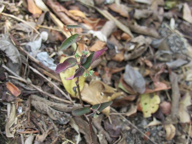 Euphorbia xalapensis photo 7
