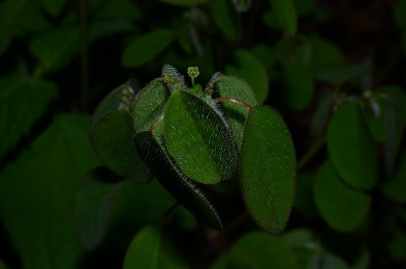 Euphorbia xalapensis photo 8