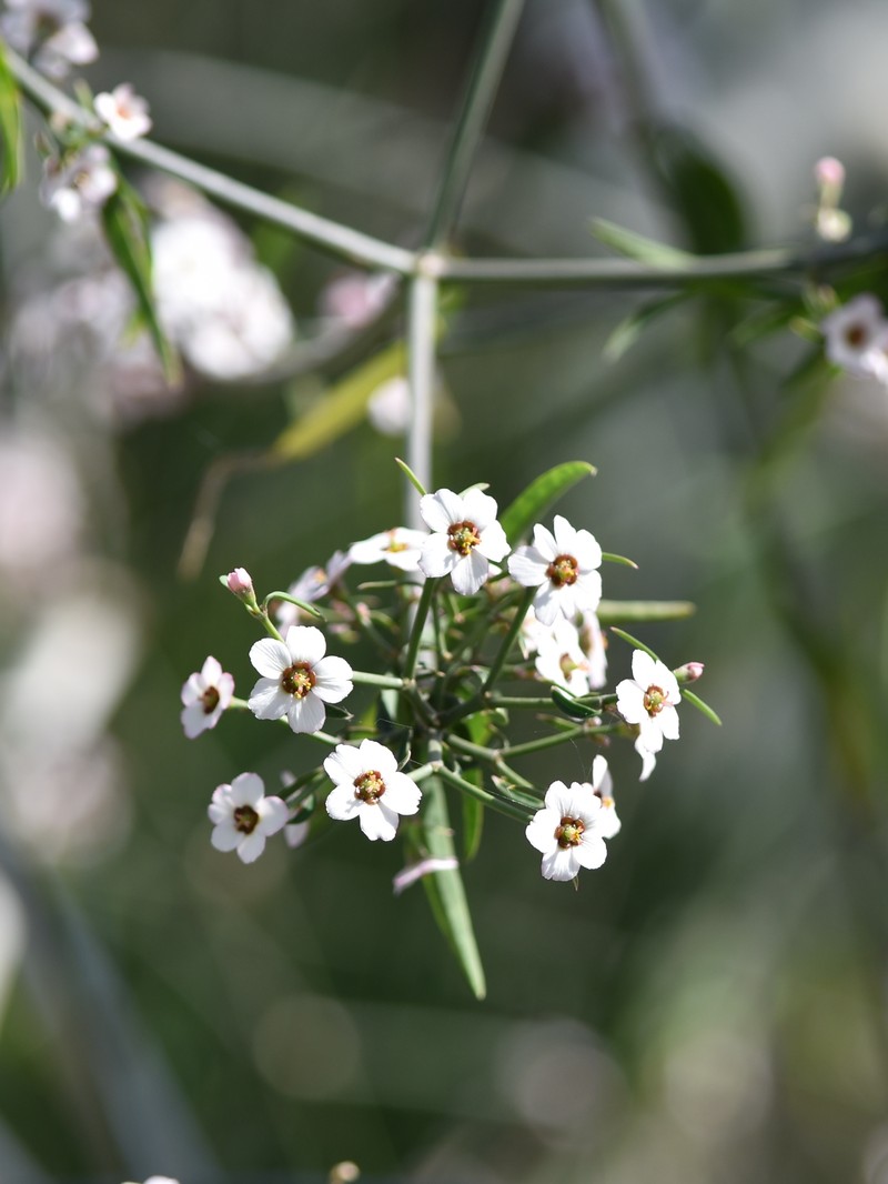 Euphorbia xanti