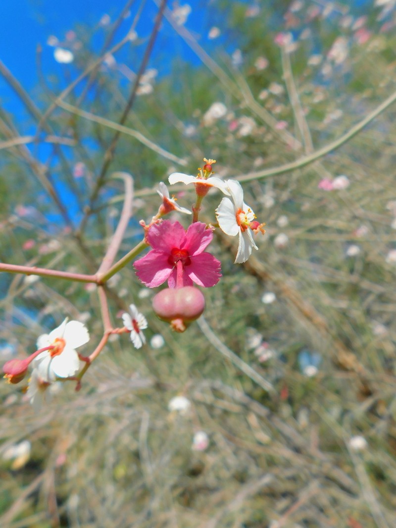 Euphorbia xanti photo 2
