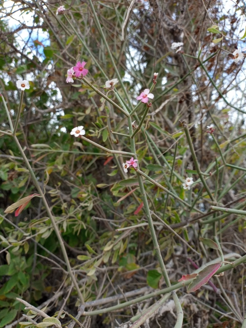 Euphorbia xanti photo 3