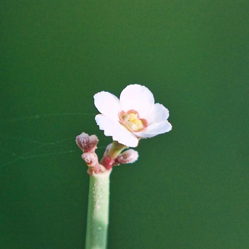 Euphorbia xanti photo 4