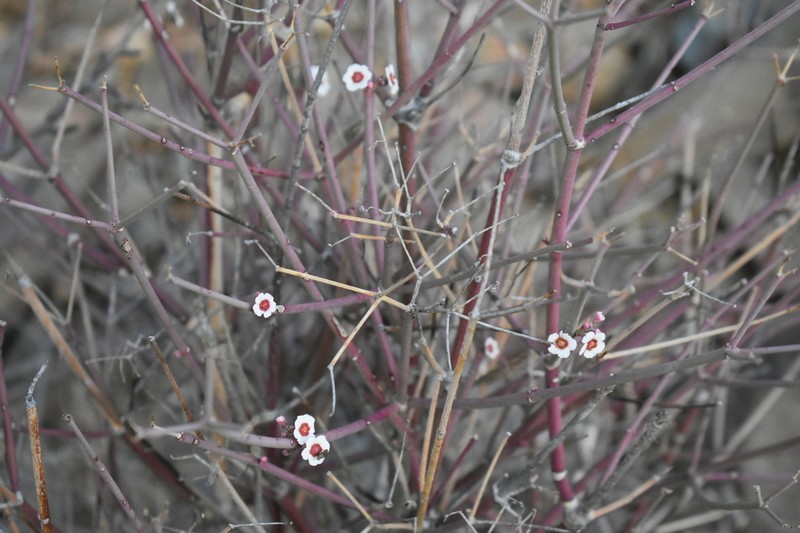 Euphorbia xanti photo 6