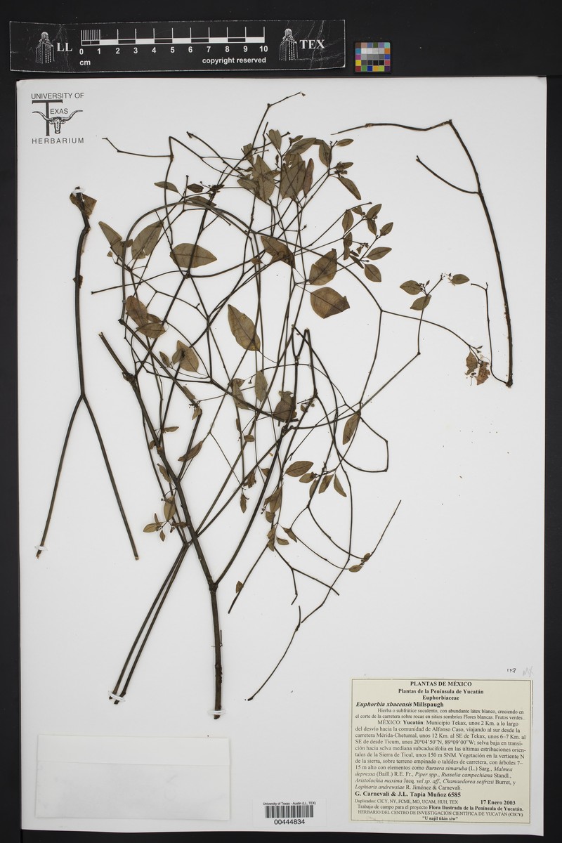 Euphorbia xbacensis photo 2
