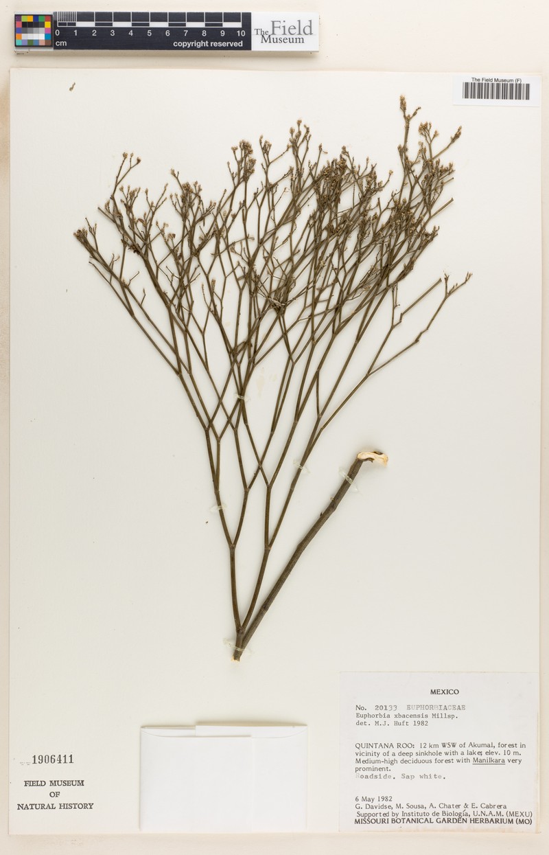 Euphorbia xbacensis photo 4