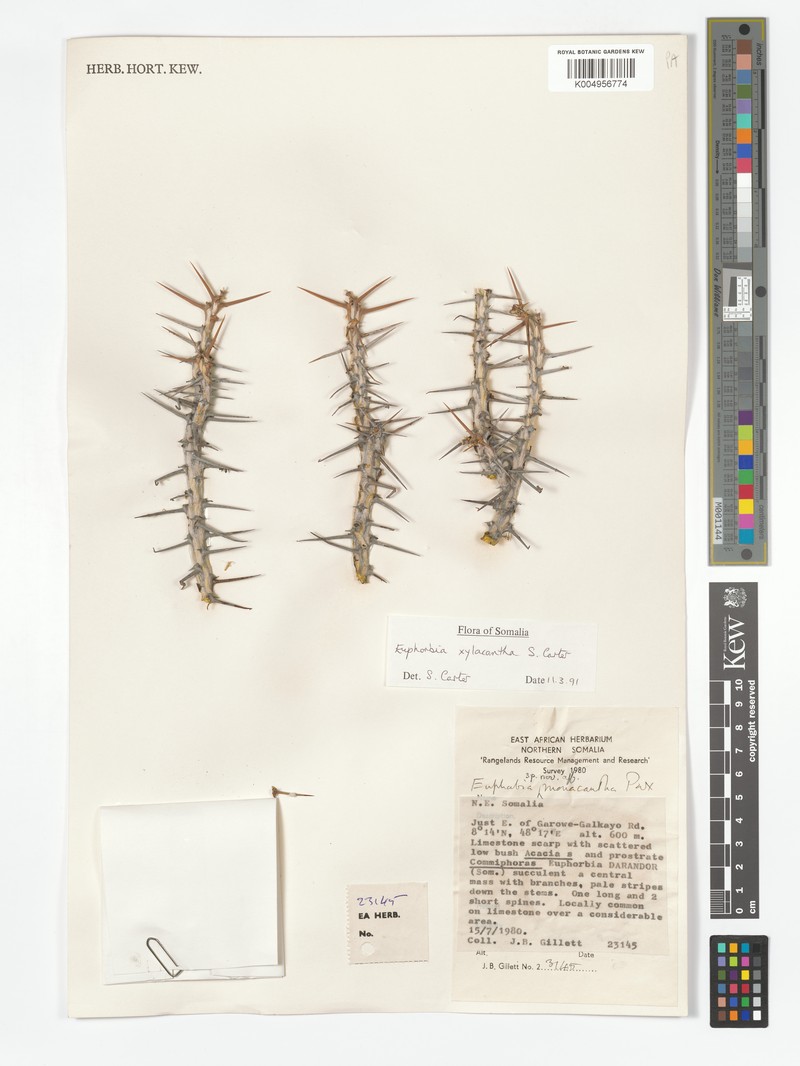 Euphorbia xylacantha photo 3