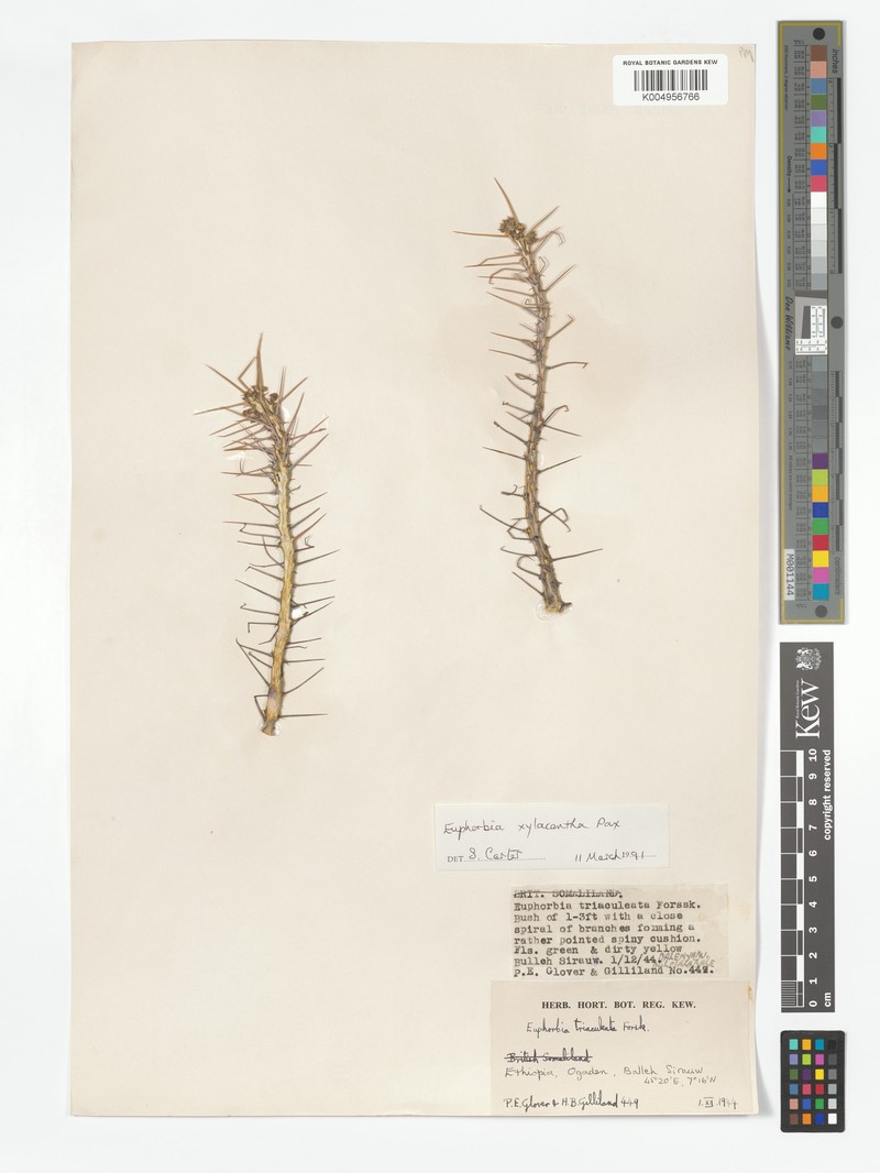 Euphorbia xylacantha photo 4