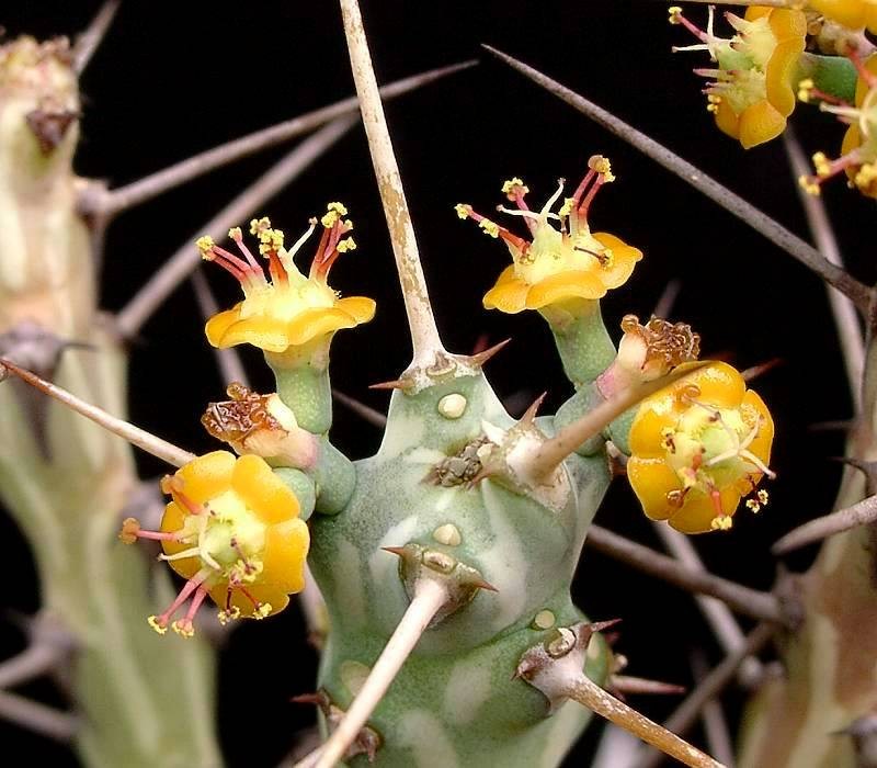 Euphorbia xylacantha