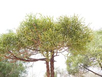 Euphorbia xylophylloides