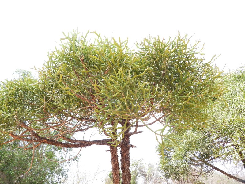 Euphorbia xylophylloides