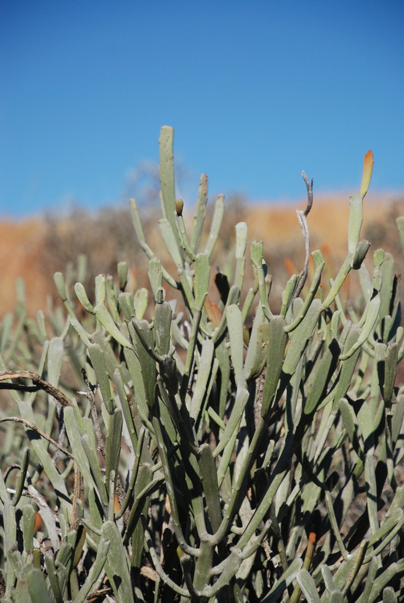 Euphorbia xylophylloides photo 2
