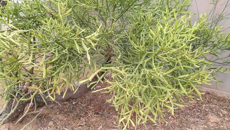 Euphorbia xylophylloides photo 3