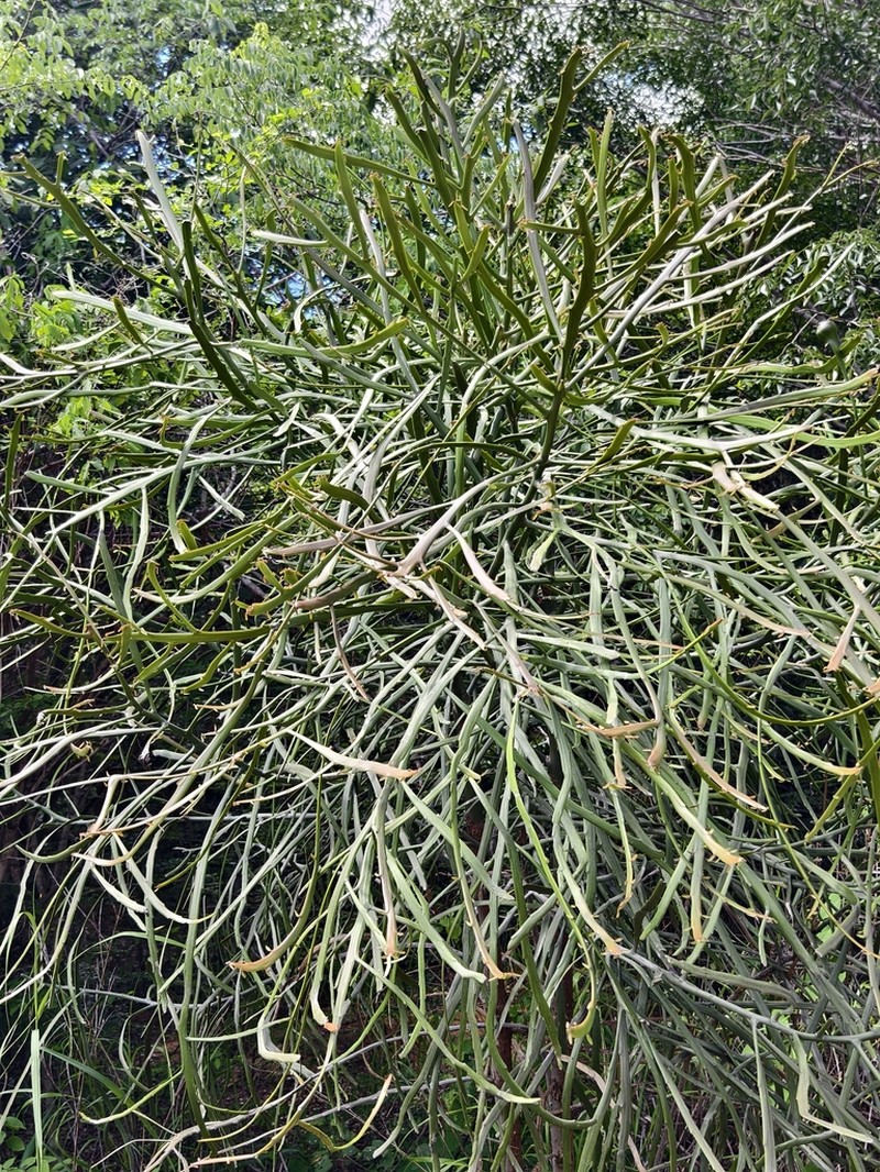 Euphorbia xylophylloides photo 4