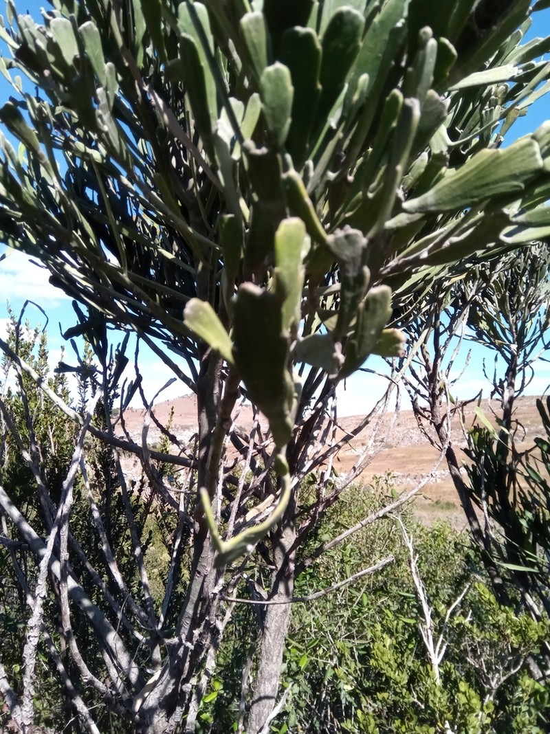 Euphorbia xylophylloides photo 6
