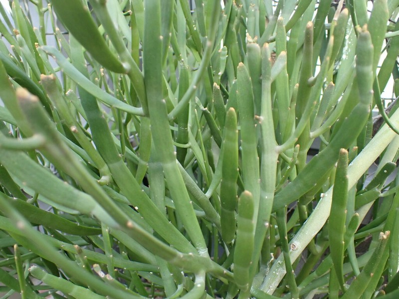 Euphorbia xylophylloides photo 7