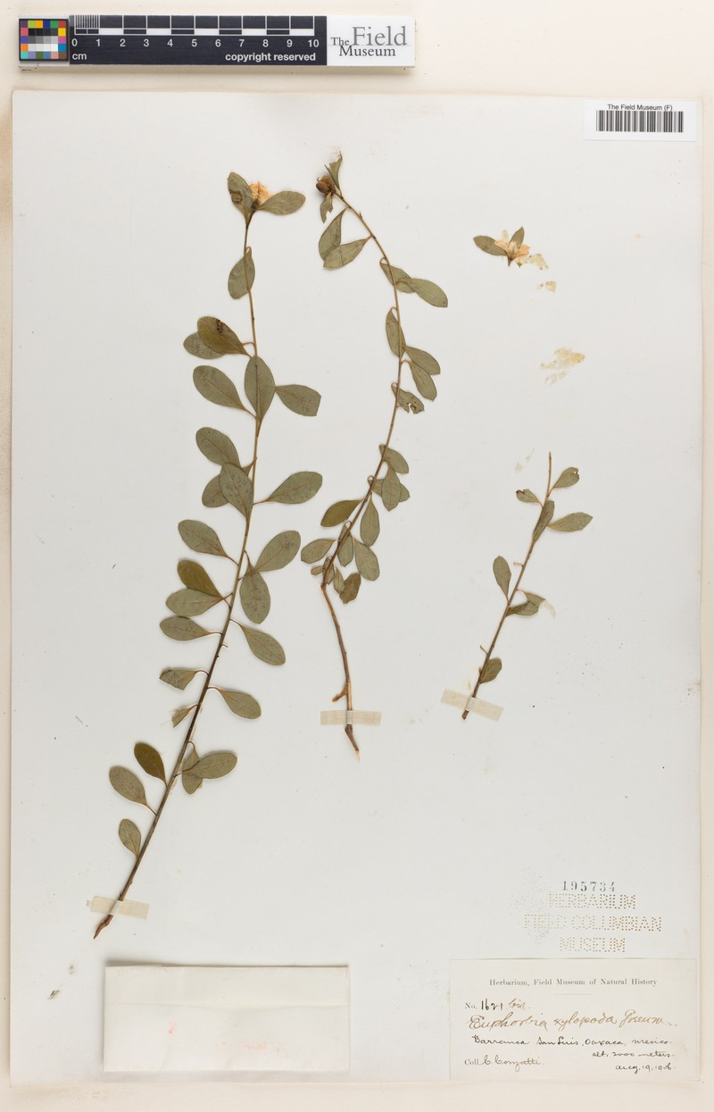 Euphorbia xylopoda photo 2