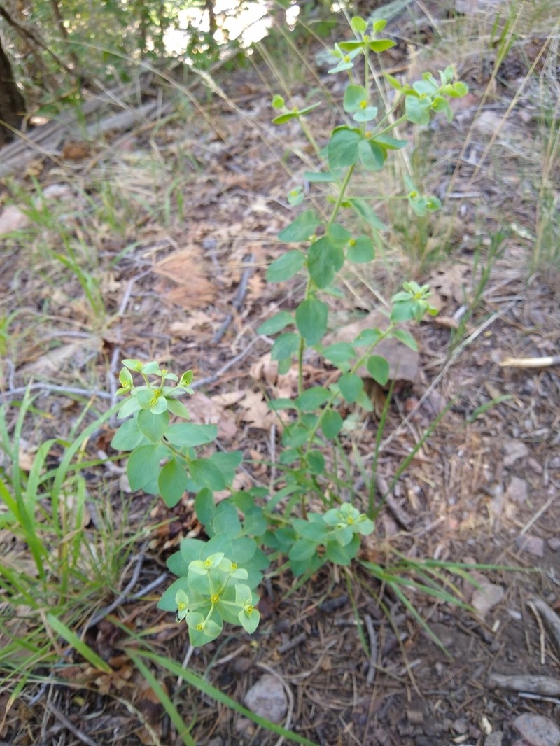 Euphorbia yaquiana