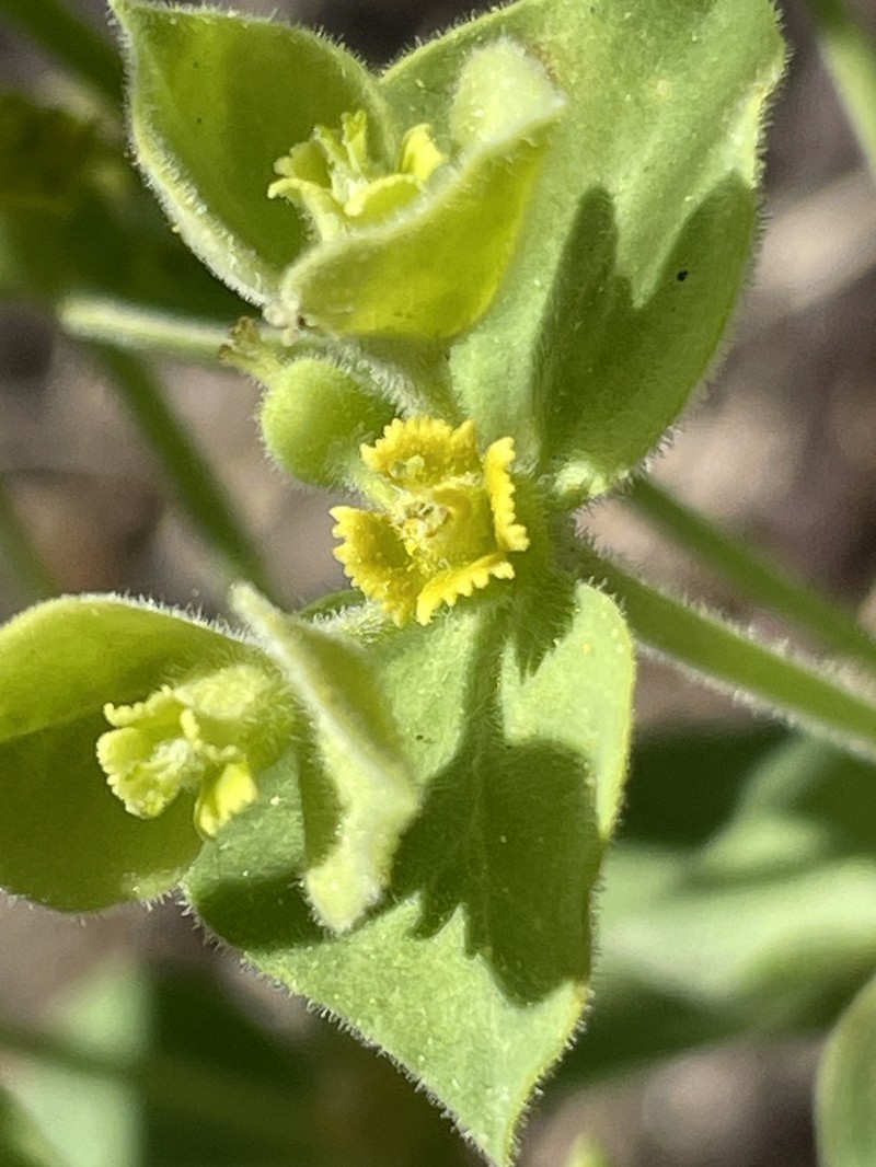 Euphorbia yaquiana photo 2