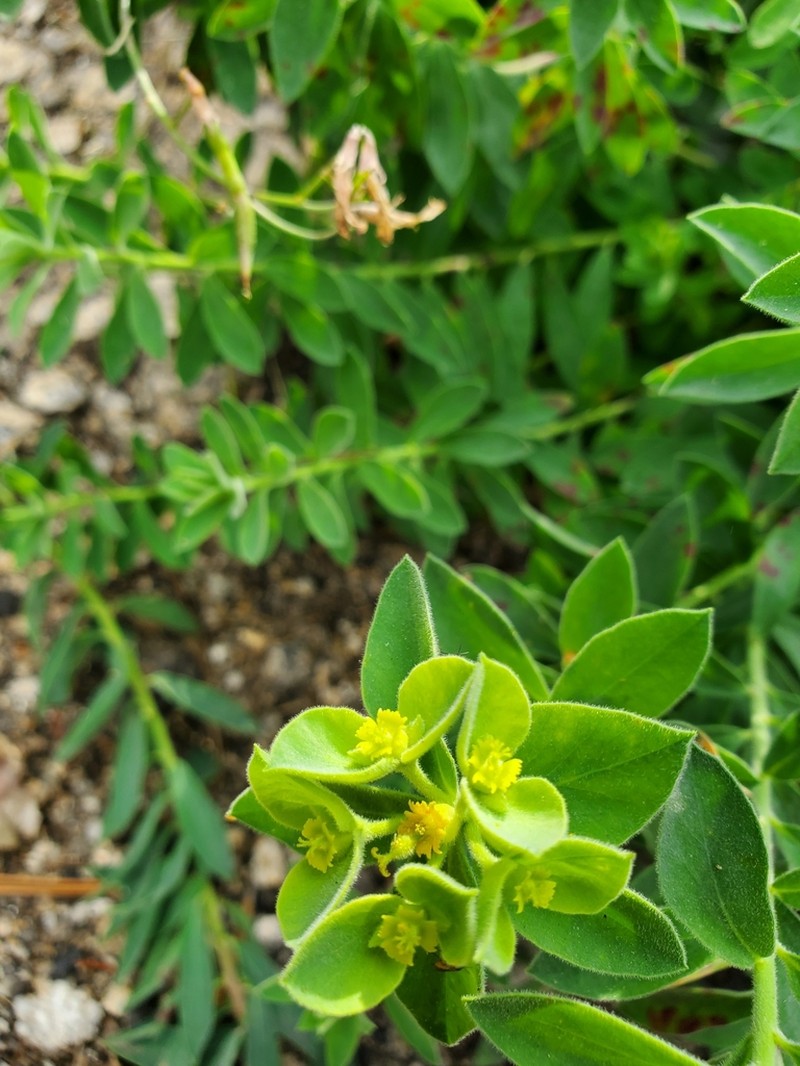Euphorbia yaquiana photo 3