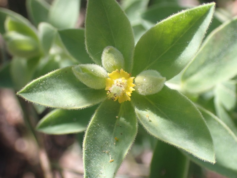 Euphorbia yaquiana photo 4