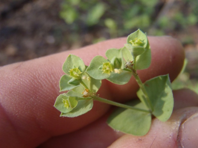 Euphorbia yaquiana photo 5