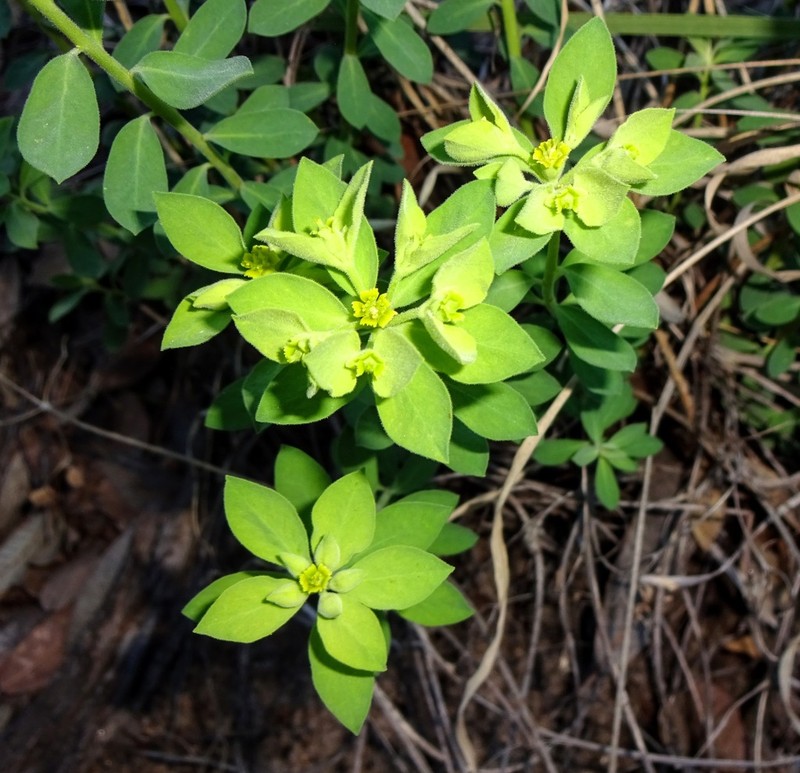 Euphorbia yaquiana photo 6
