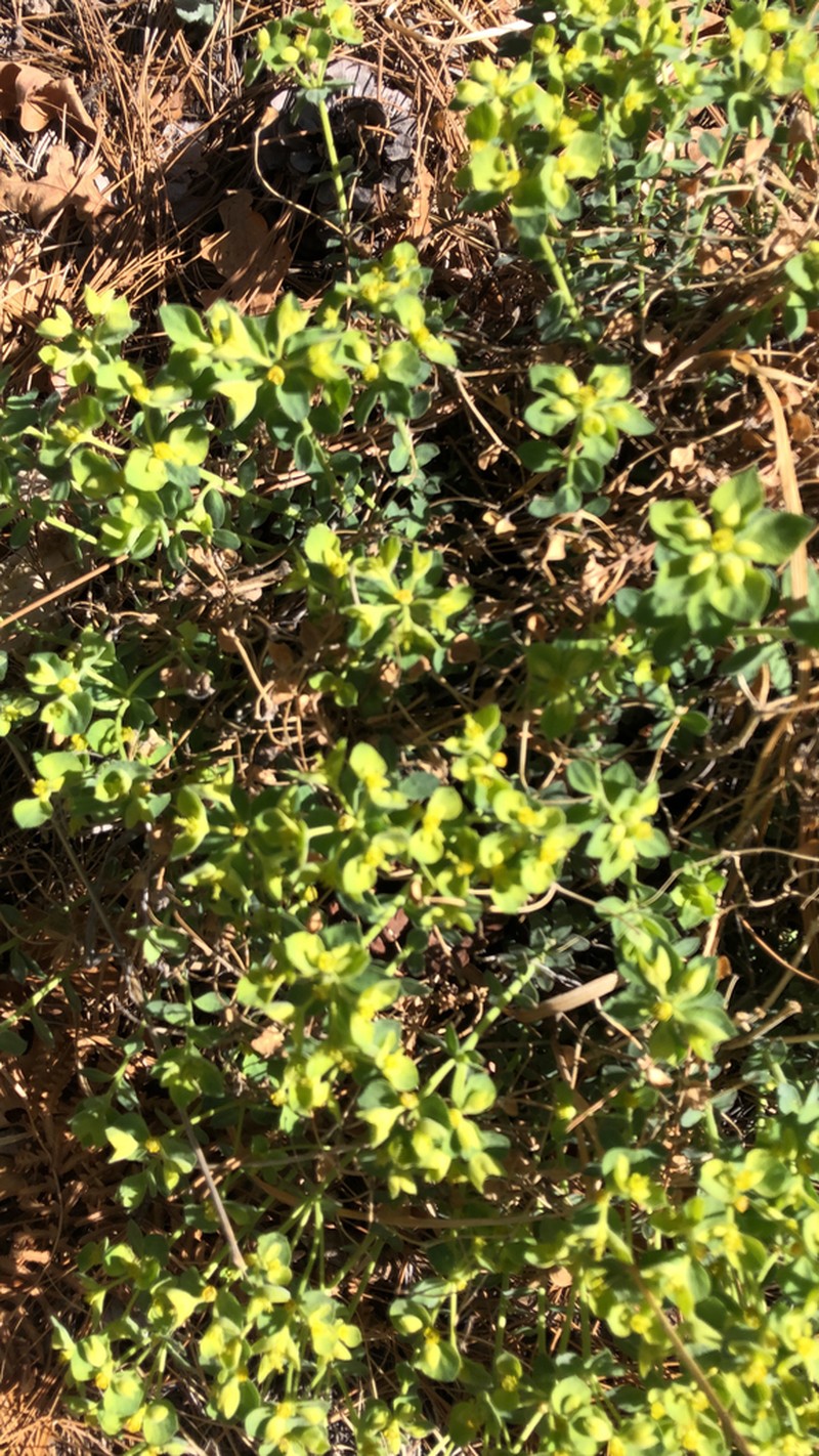 Euphorbia yaquiana photo 7