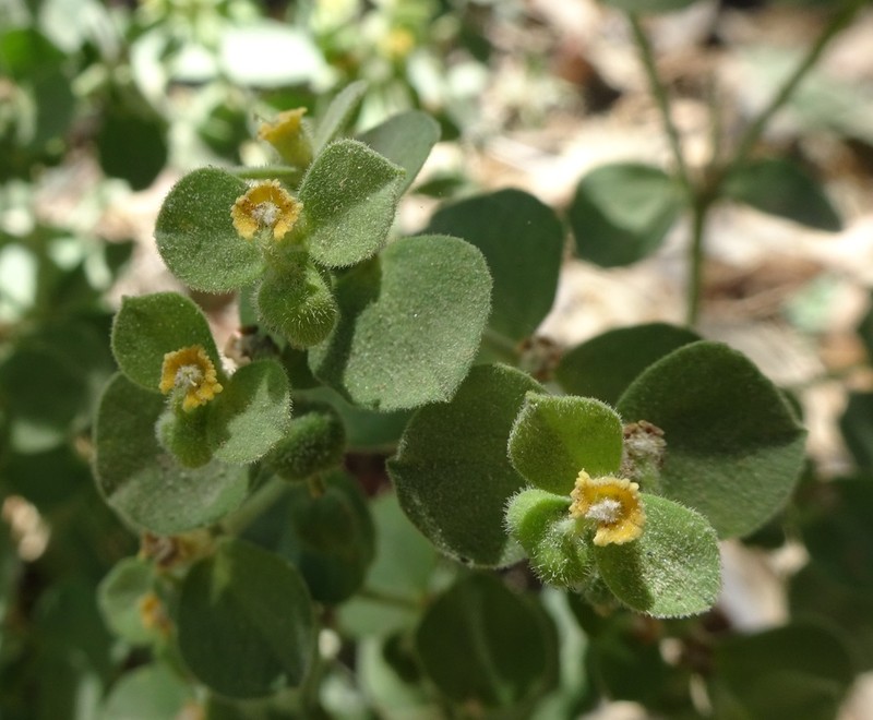 Euphorbia yaquiana photo 8
