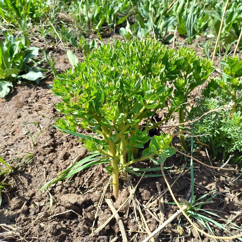Euphorbia yaroslavii photo 4