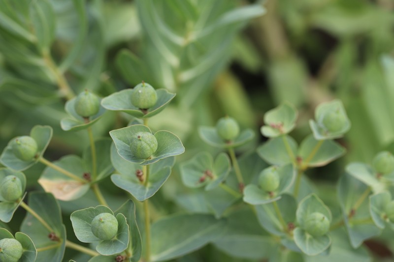 Euphorbia yaroslavii photo 5