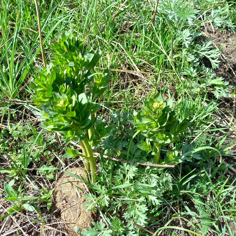 Euphorbia yaroslavii photo 6