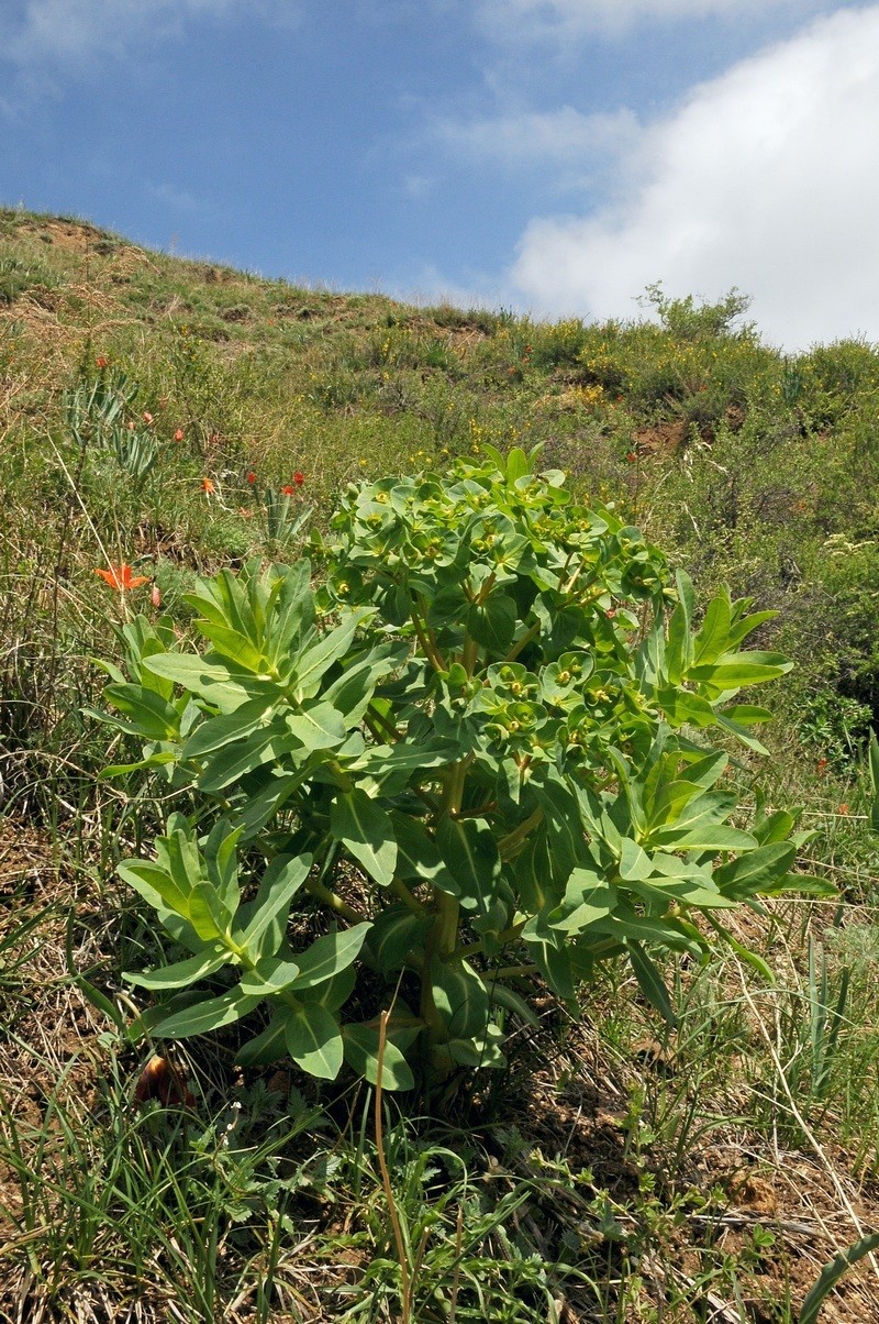 Euphorbia yaroslavii photo 8