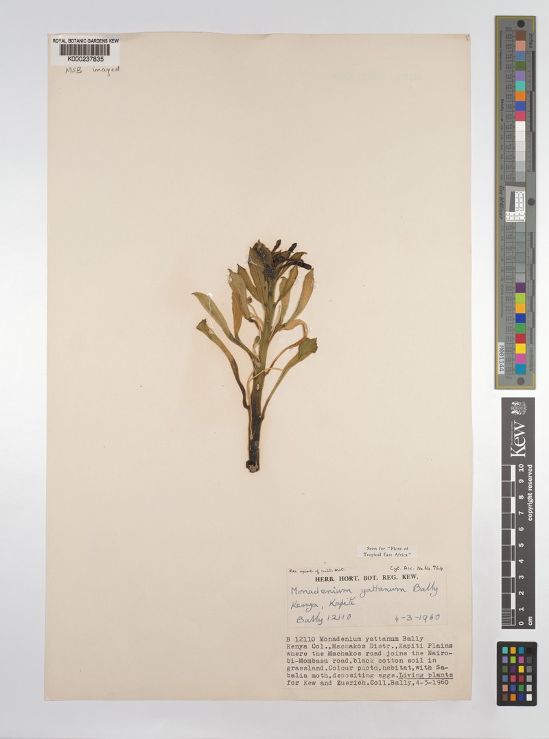 Euphorbia yattana photo 2