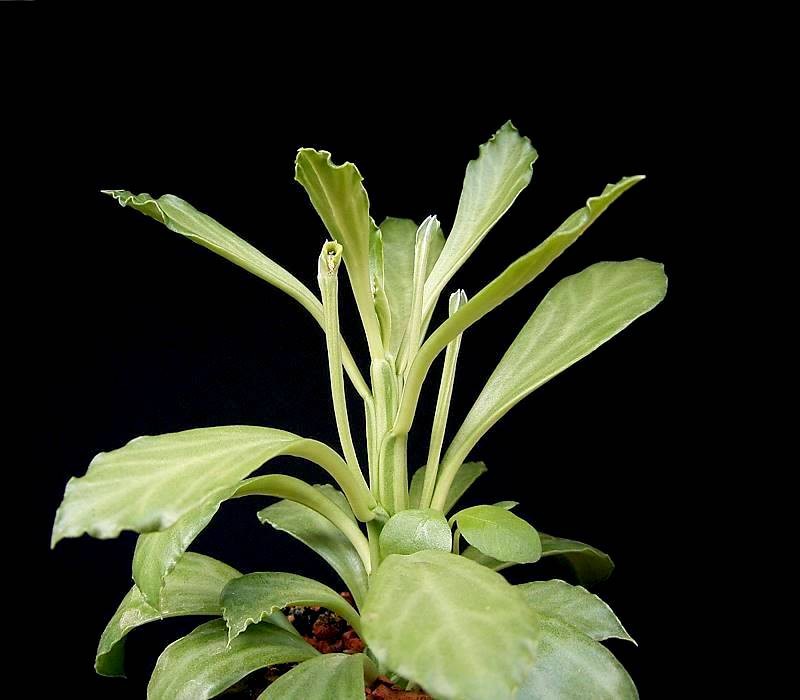 Euphorbia yattana