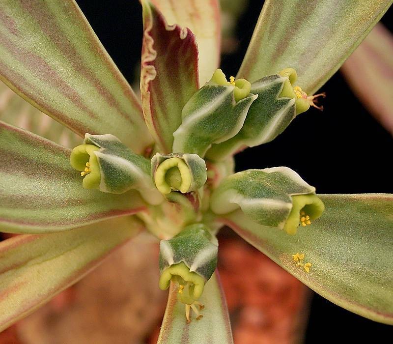 Euphorbia yattana photo 5